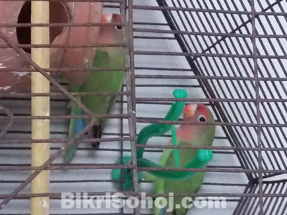 Love Bird